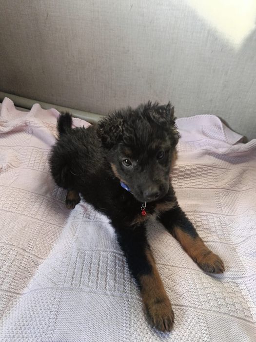 Щеночек мальчик в добрые руки!