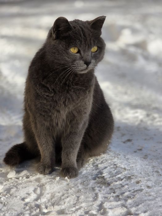 Отдам в добрые руки молодую кошечку