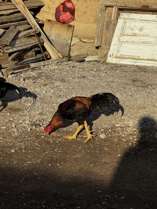 Дакан петух бойцовый қораз