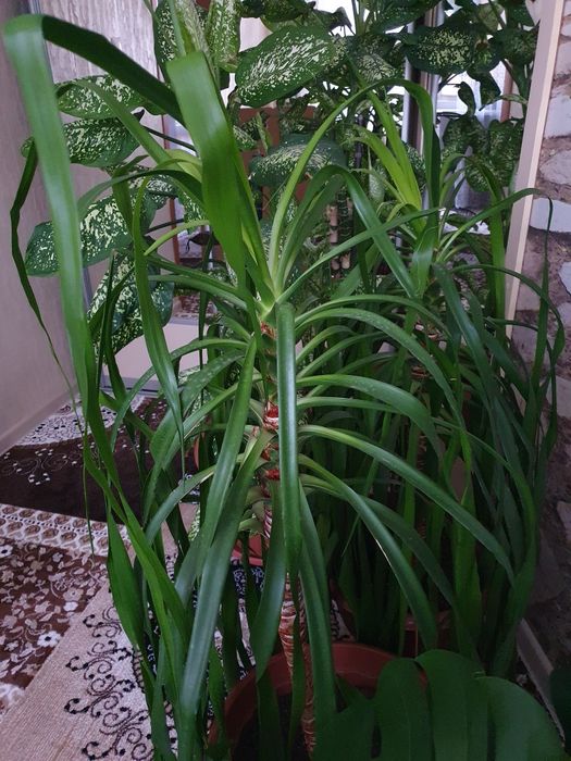 Разные растения продам