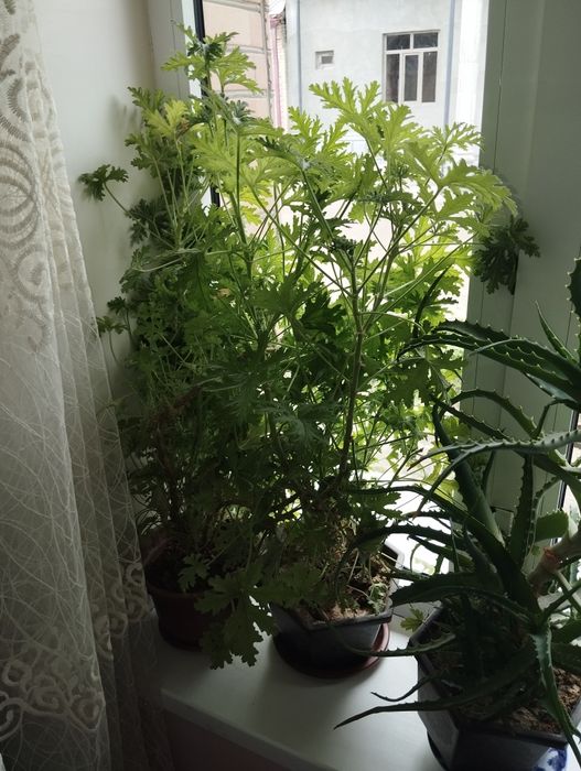 Pelargoniya xonaki gullar sotiladi