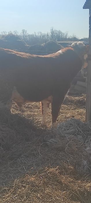 Немецкий сементал