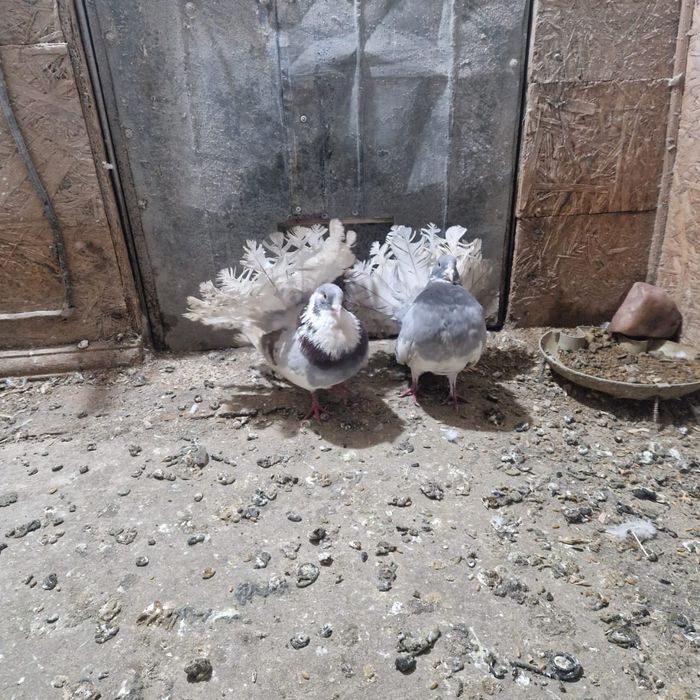 Павлины голуби домашние