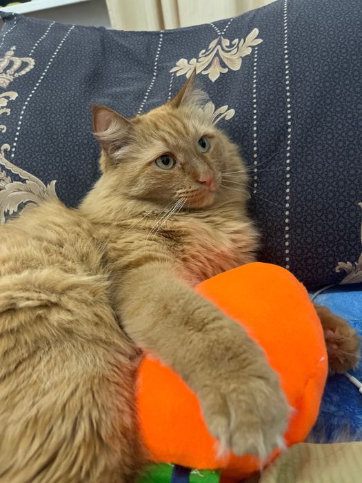 Отдам кота Бесплатно