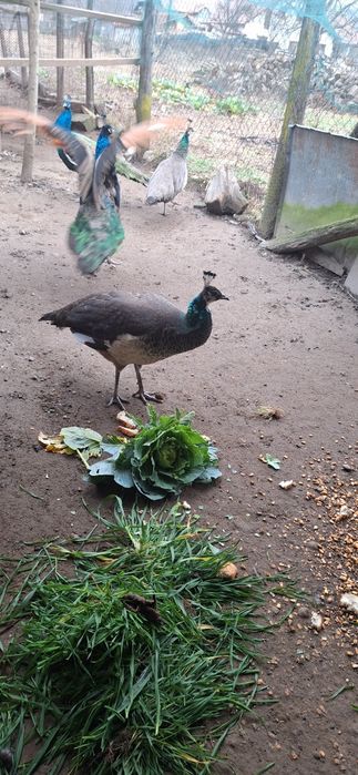 Fazani auriu pe rosu,pauni,struti nandu!