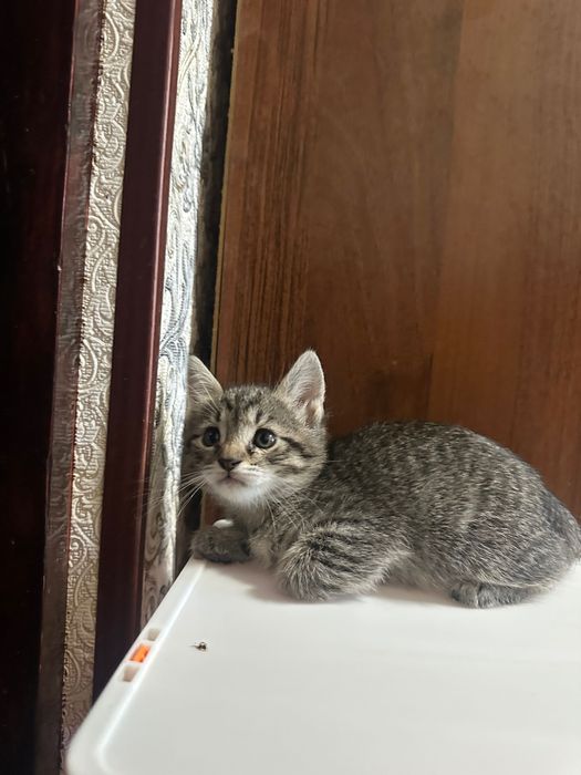 Котенка Метис сиамская