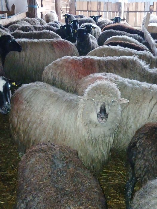 De vanzare 10 mioare