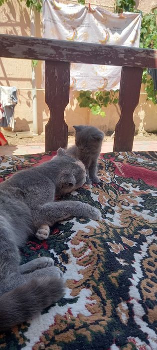 Продам  котёнка скотил фолд