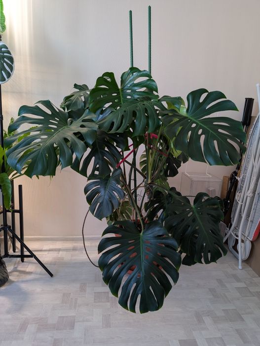 Монстера делициоза