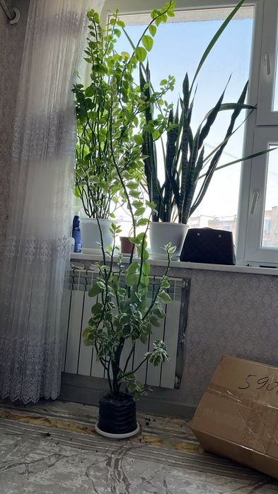Растение комнатное