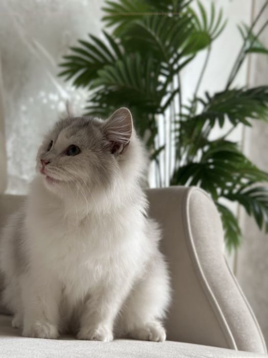 Продаётся котёнок породы Scottish Straight Highland 50$