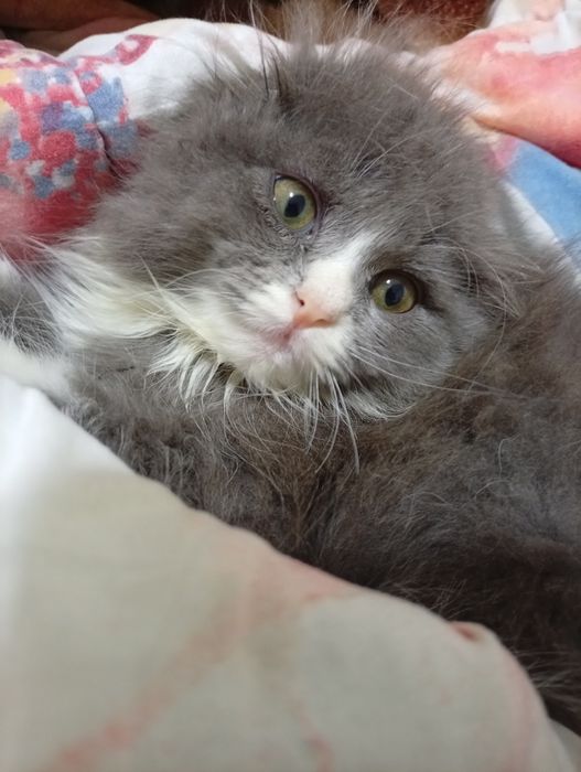 Продается котик 3месяца