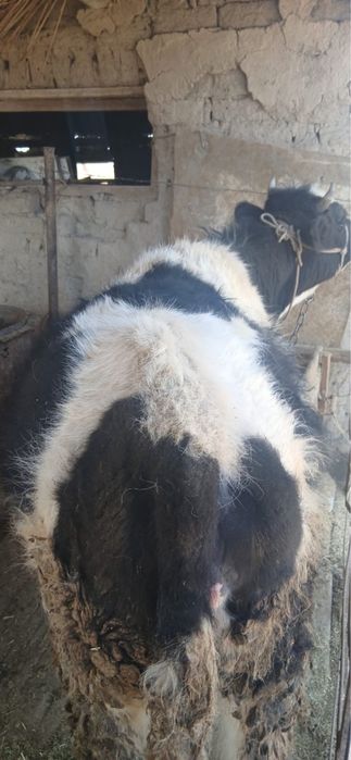 Ұрғашы баспаааақ