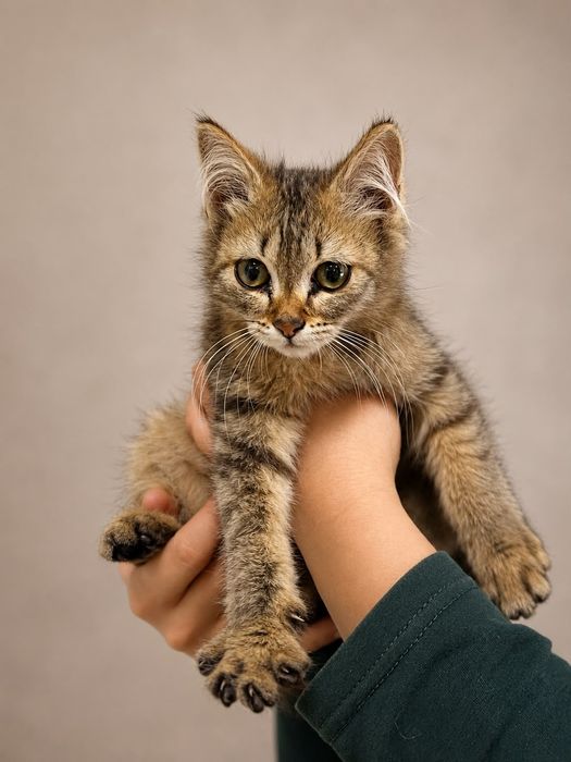 Кошечка в добрые ручки