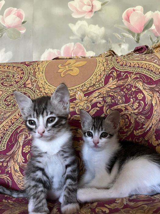 Отдам котят в добрые руки