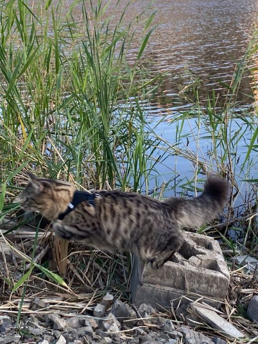 отдам кота в добрые руки