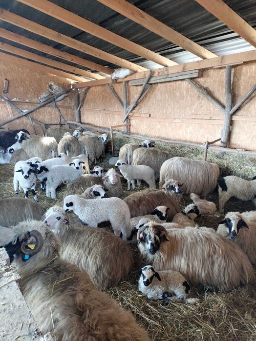 Oi cu miei de vânzare