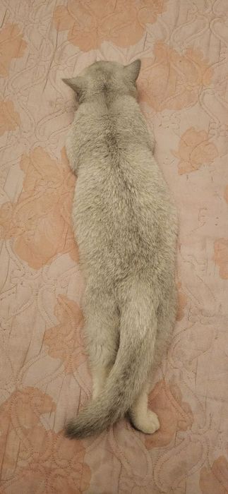 британский короткошерстный котенок окраса серебристая шиншилла.