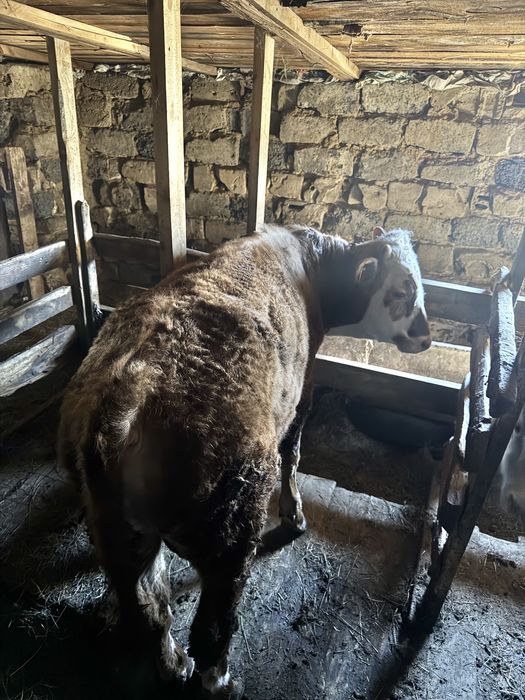 Бұқа, бычков, быка