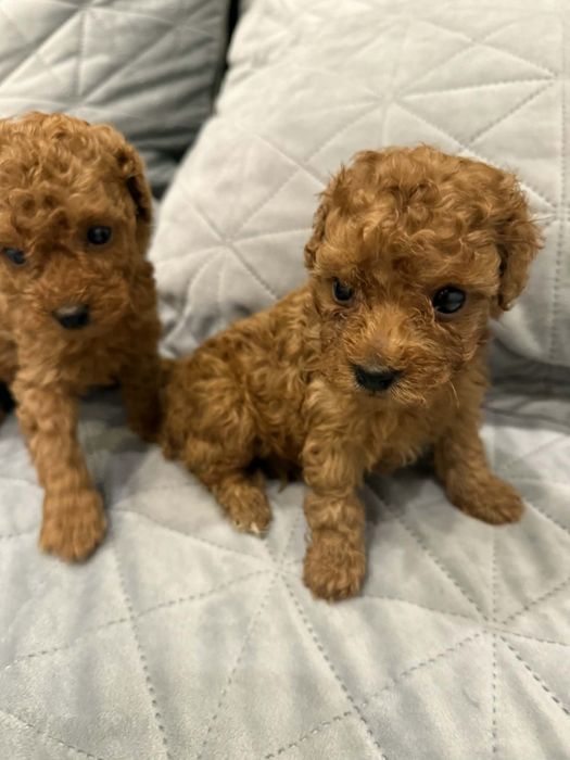 Той пудел//Пудел той