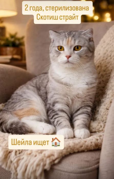 Отдам в добрые руки.