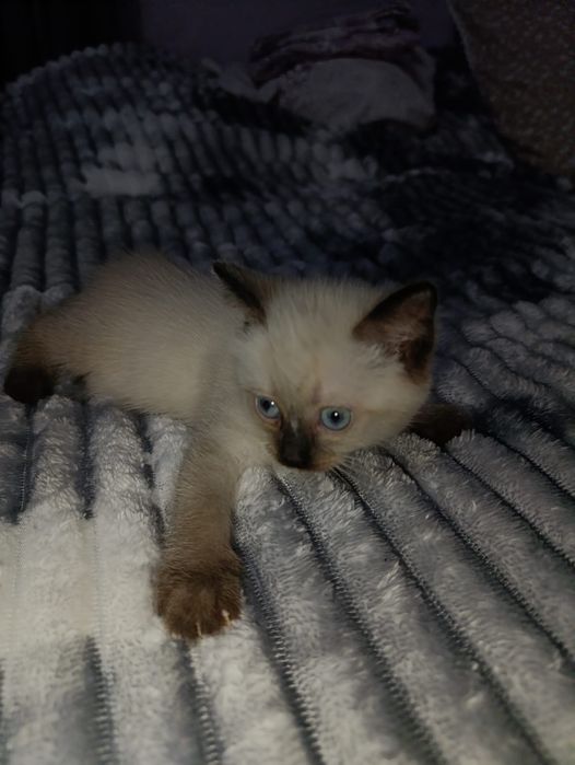 Отдам котенка в добрые руки