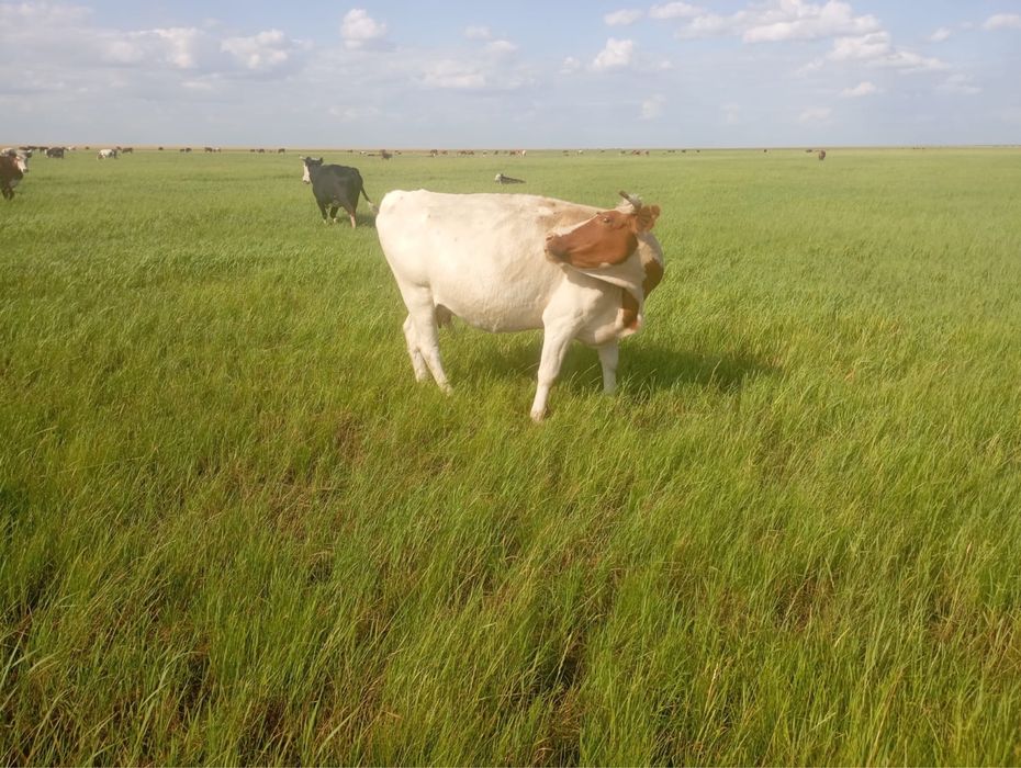 Продам КРС коровы стельные