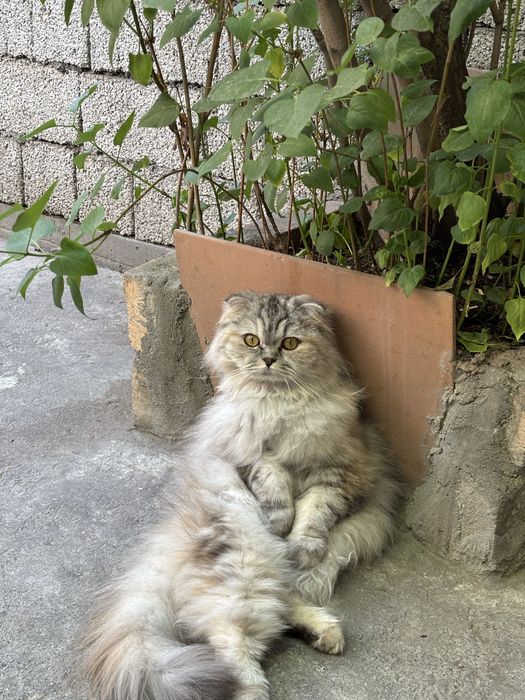 Шотладские кошки страйт