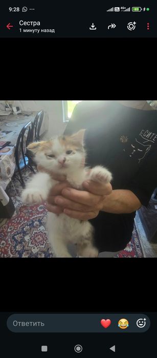 Отдам котят в хорошие руки
