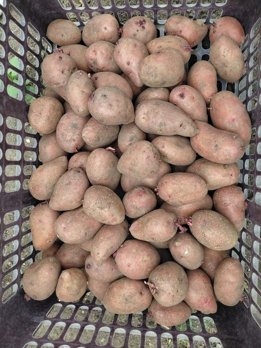 Продам семенной картофель, цена 200 тенге