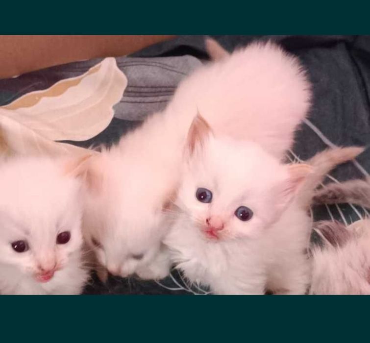 Котята Невская маскарадная !