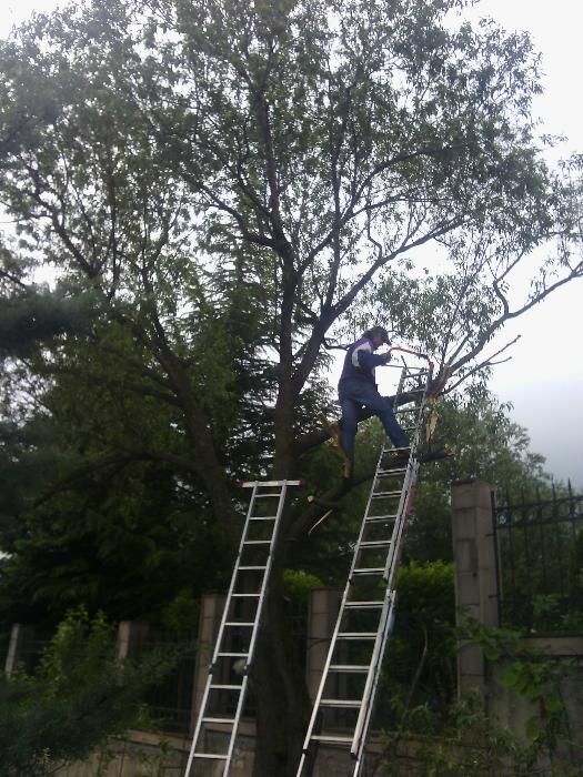 Резитба на големи дървета