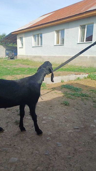 Продам козочку камори