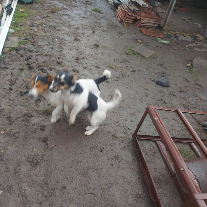 Джак ръсел териер