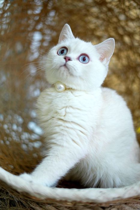 Котята шиншилла голубоглазая