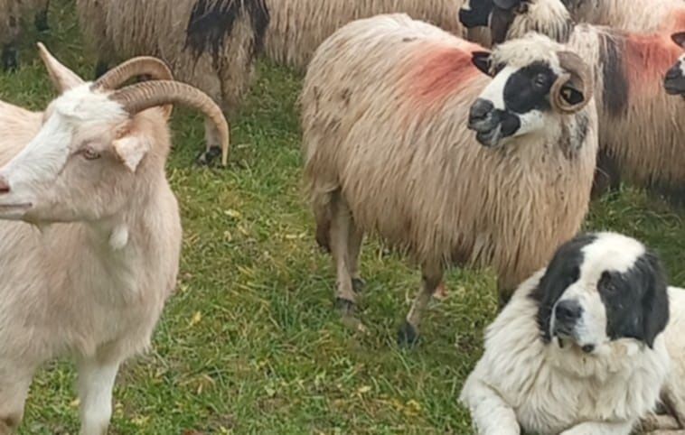 Oaie de 3 miei frumoasa