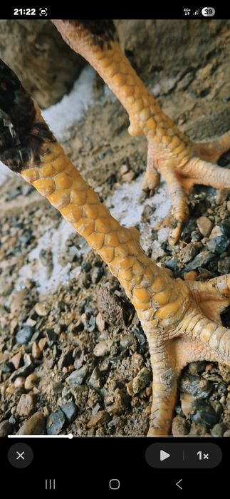 Продам молодого петушка