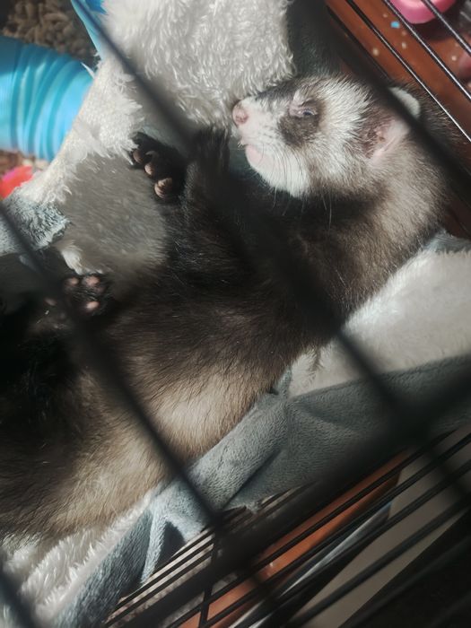 Продам хорька мальчик