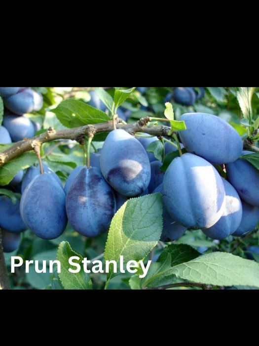 Pomi fructiferi disponibili