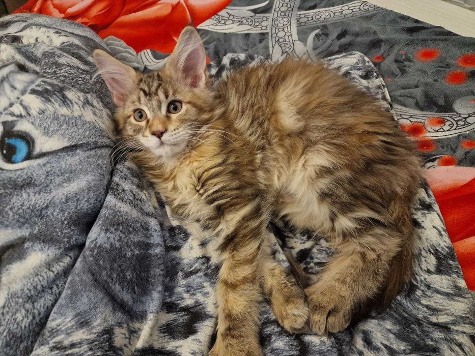 Котята Мейн-кун (девочки)