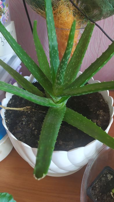 Отростки Алоэ Вера