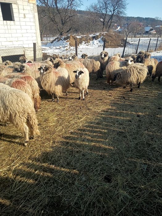 Oii de vânzare  preț 750