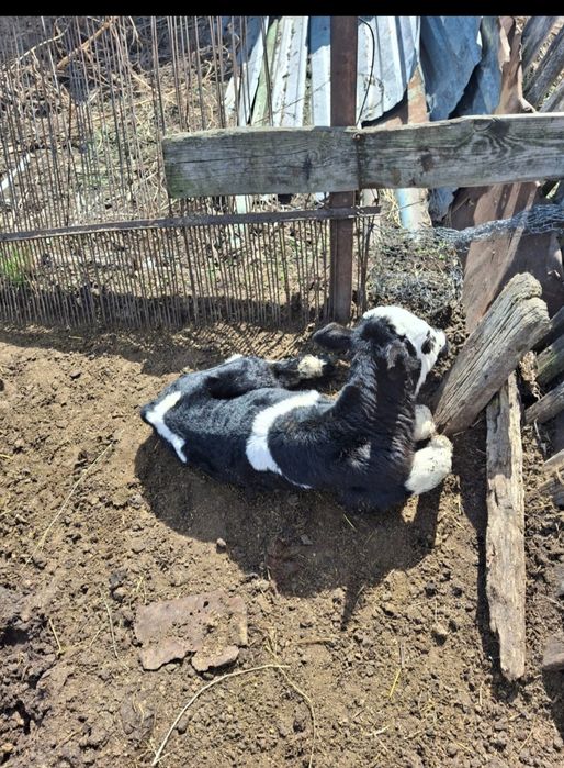 Телята порода чёрный пёзд