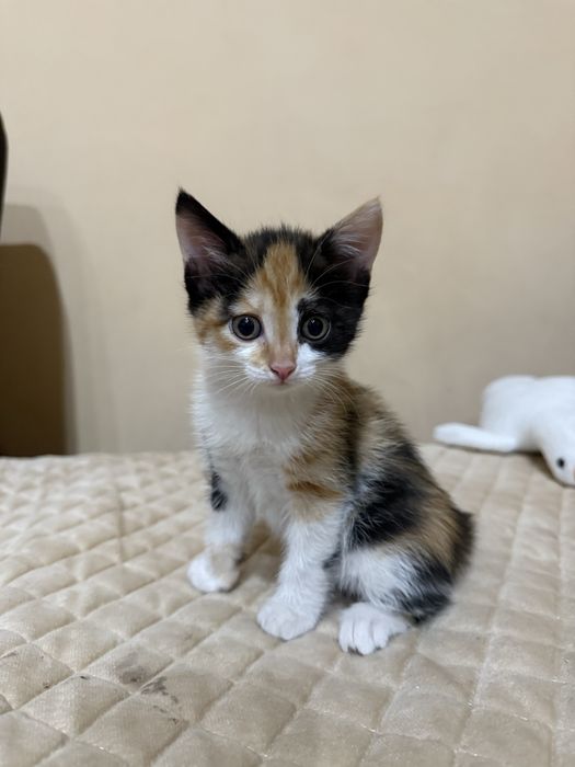 Домашние котенки