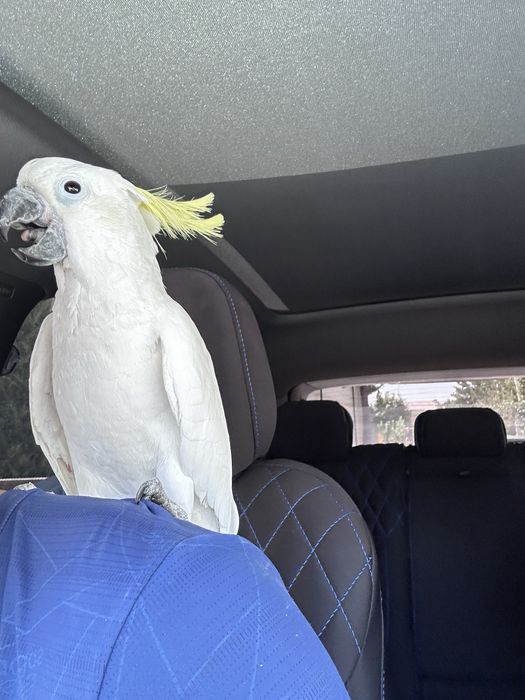 Какаду сотилади ручной гапиради.