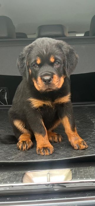 Pui Rottweiler cu Pedigree Talie mare