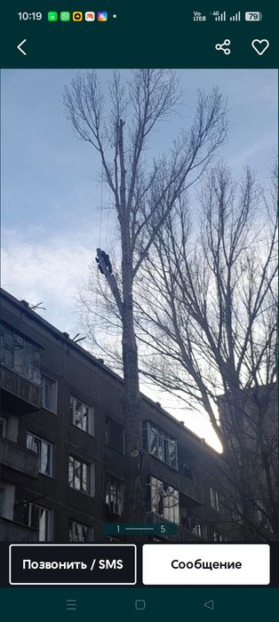 Спил   деревьев любой сложности