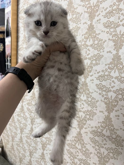 НЕ ДОРОГО продаются породистые котята