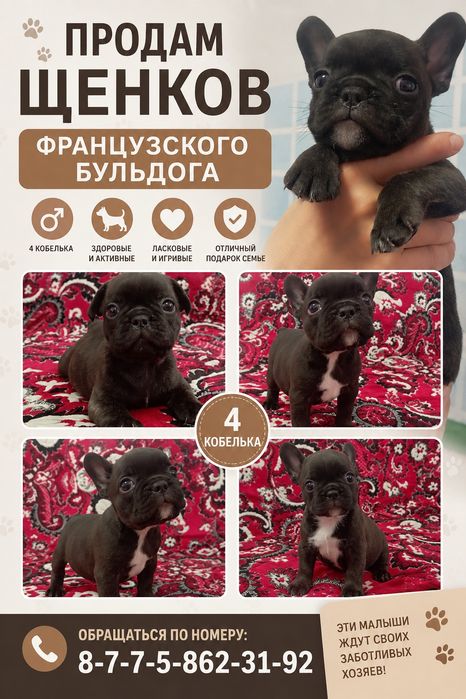 Продам красивых щенков