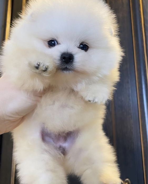 Кукольные шпицы